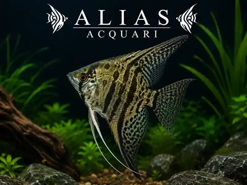 Pterophyllum scalare Jaguar