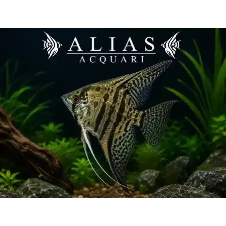 Pterophyllum scalare Jaguar