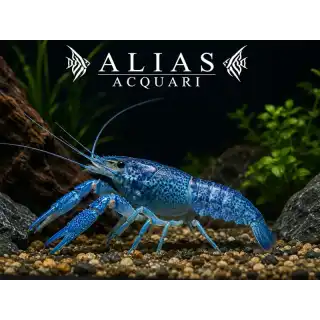Cherax Quadricarinatus blue