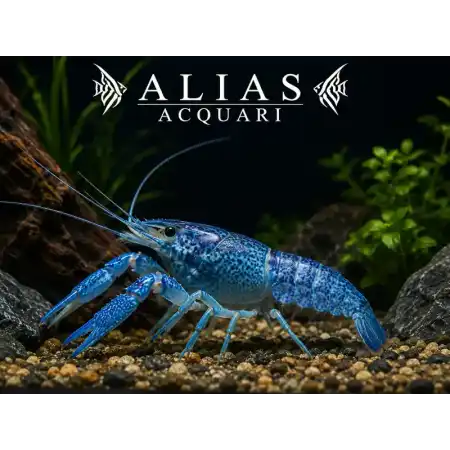 Cherax Quadricarinatus blue