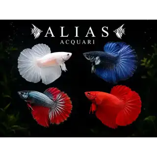 Betta splendens Male Halfmoon Mix