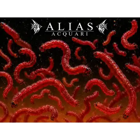 Red Mosquito Larvae-Jumbo (Bloodworms)