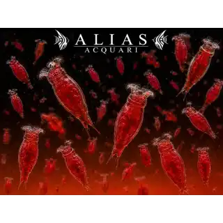 Red Rotifer