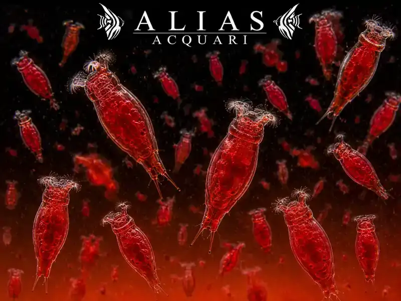 Red Rotifer
