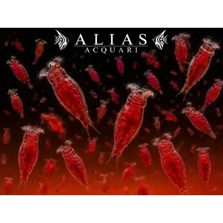 Red Rotifer