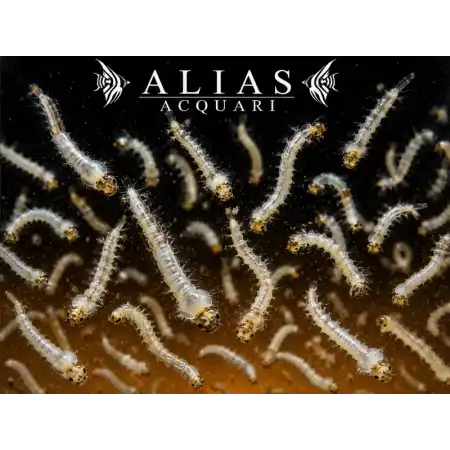 White Mosquito Larvae