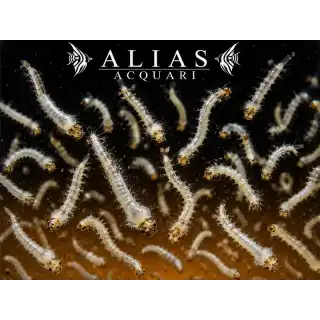 White Mosquito Larvae