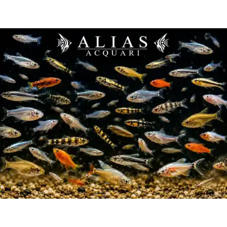 Live fish food
