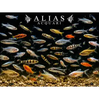 Live fish food
