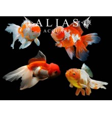Carassius auratus Assorted Oranda long fin