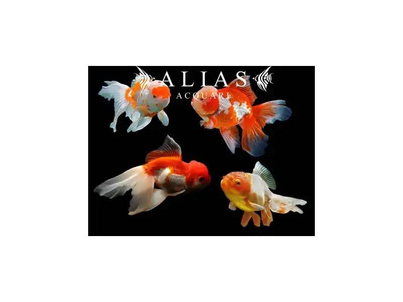 Carassius auratus Assorted Oranda long fin