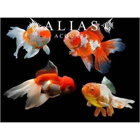 Carassius auratus Assorted Oranda long fin
