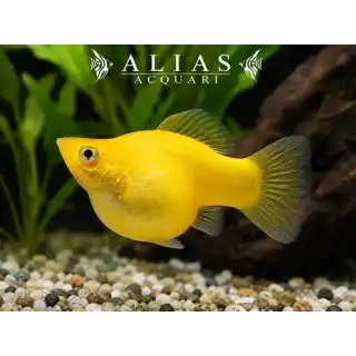 Poecilia latipinna balloon molly yellow