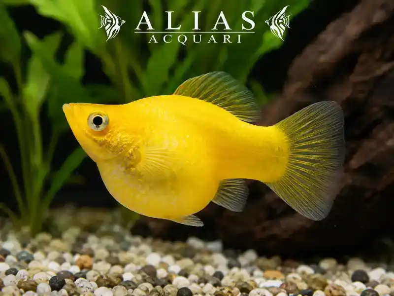 Poecilia latipinna balloon molly yellow