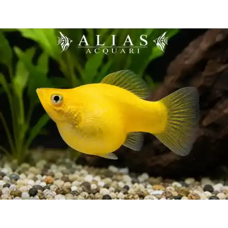 Poecilia latipinna balloon molly yellow