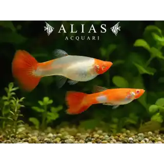 Guppy in coppia Albino Koi Glass Belly