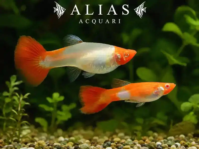 Guppy in coppia Albino Koi Glass Belly