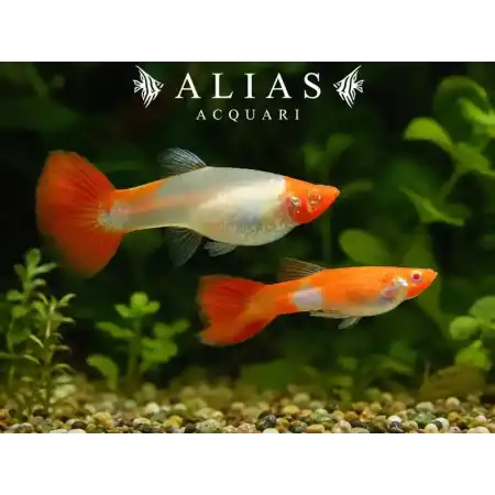 Guppy in coppia Albino Koi Glass Belly