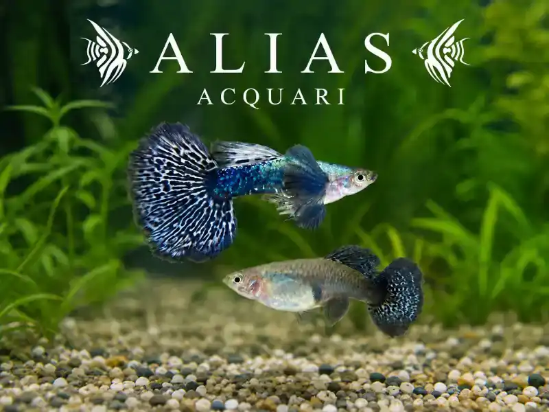 Guppy in coppia Platinum Blue Dragon