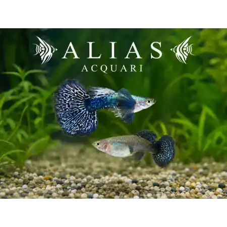 Guppy in coppia Platinum Blue Dragon