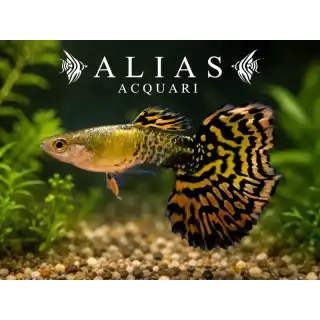Guppy maschio Tiger