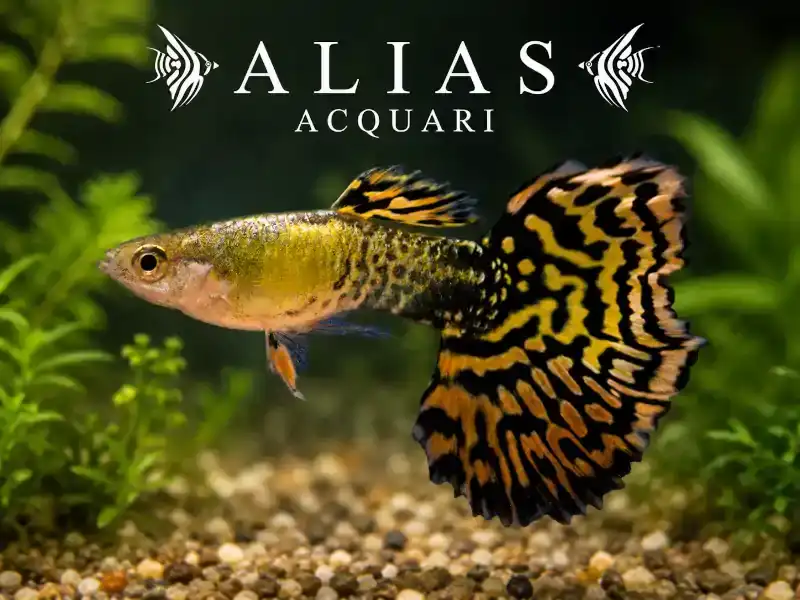 Guppy maschio Tiger