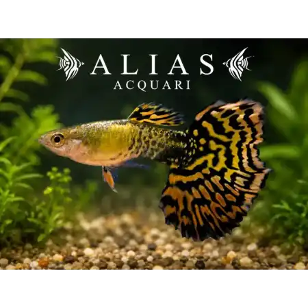 Guppy maschio Tiger
