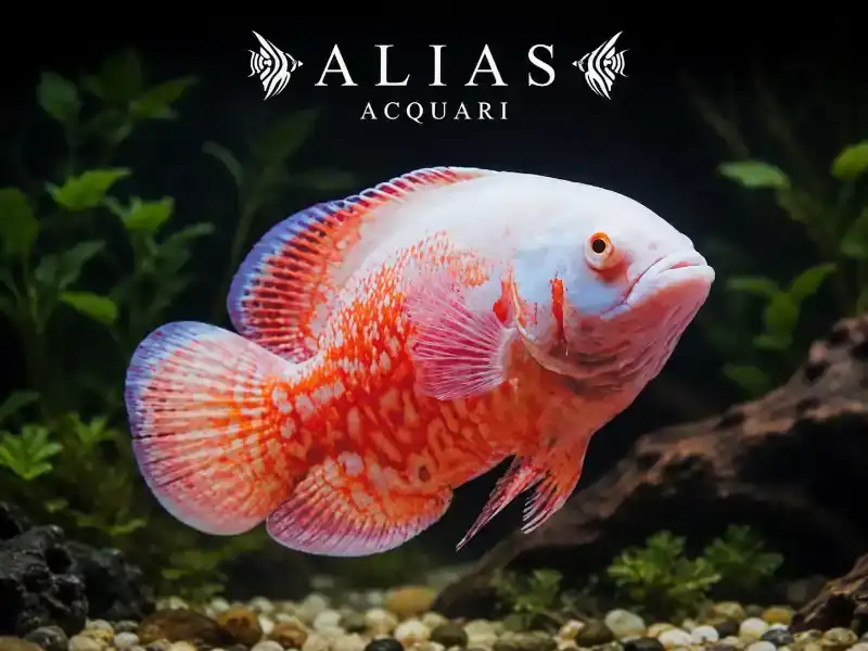 Astronotus Ocellatus Albino Red Tiger