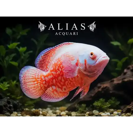 Astronotus Ocellatus Albino Red Tiger
