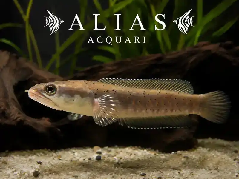 Channa Pulchra