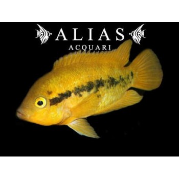 Herotilapia Multispinosa