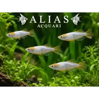 Oryzias Latipes Tomoki (Medaka)