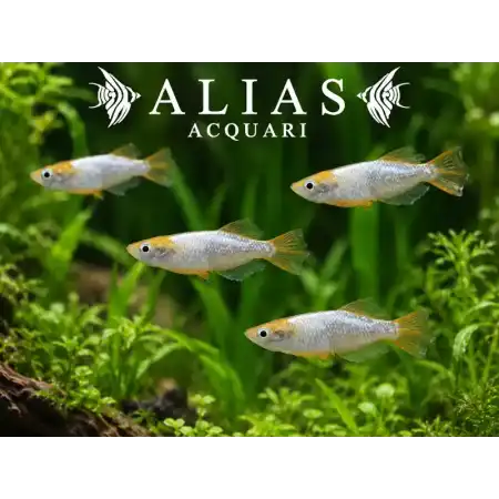 Oryzias Latipes Tomoki (Medaka)
