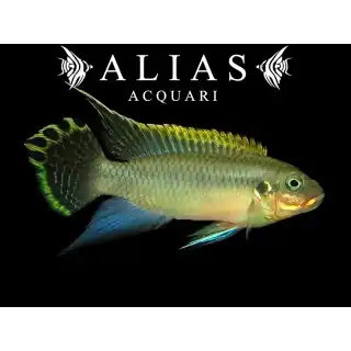 Pelvicachromis Taeniatus niger green