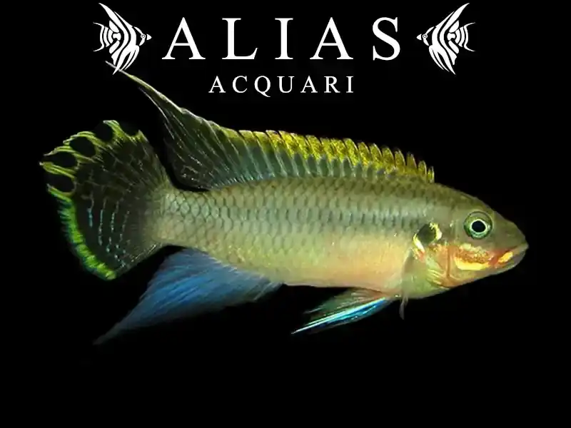 Pelvicachromis Taeniatus niger green