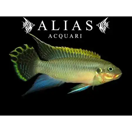 Pelvicachromis Taeniatus niger green