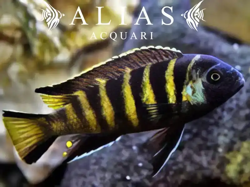 Pseudotropheus Elongatus Chailoisi