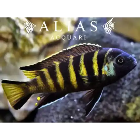 Pseudotropheus Elongatus Chailoisi