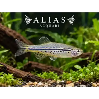 Danio Nigrofasciatus