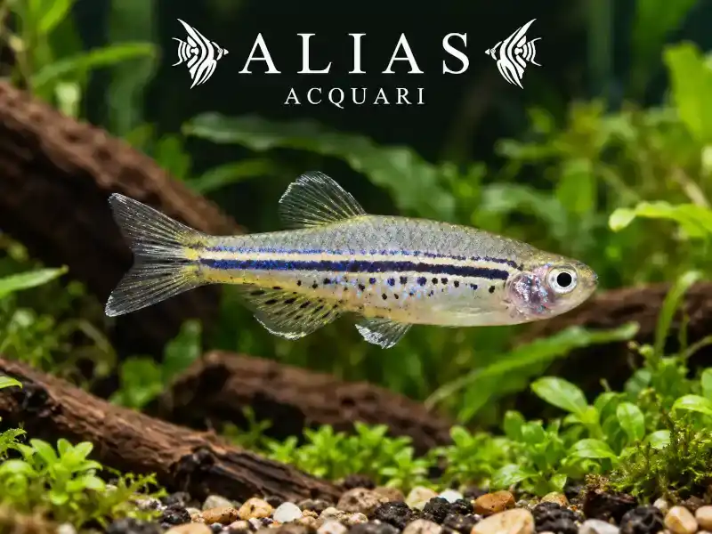 Danio Nigrofasciatus