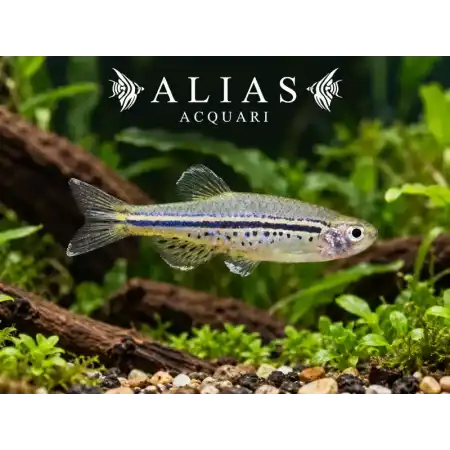 Danio Nigrofasciatus