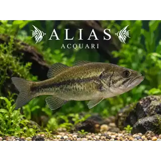 Micropterus Salmoides
