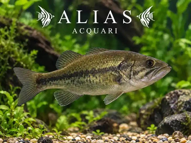 Micropterus Salmoides