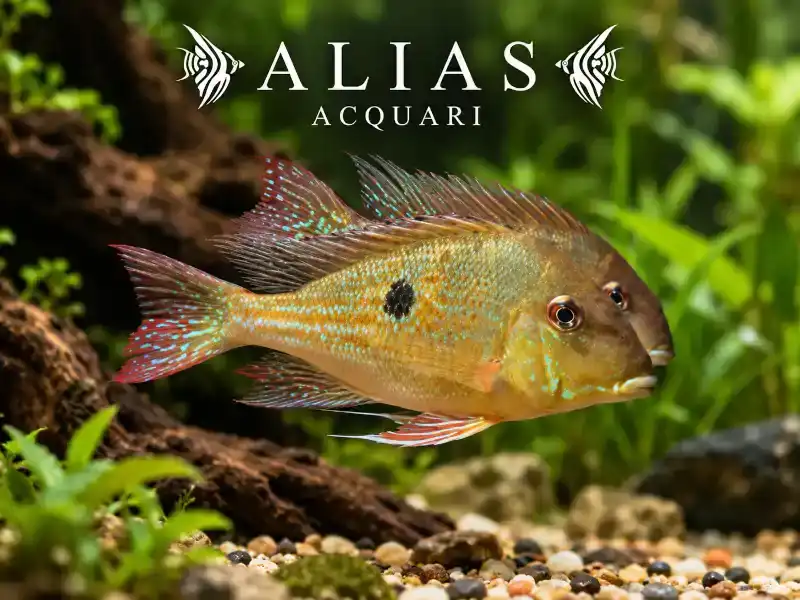 Geophagus Dicrozoster