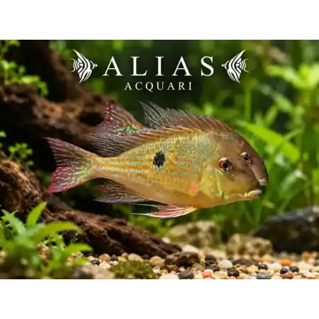 Geophagus Dicrozoster