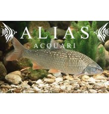 Leuciscus idus orfus blue