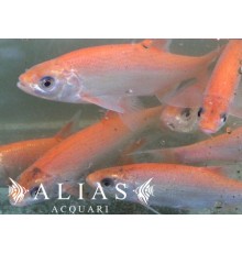 Leuciscus idus orfus