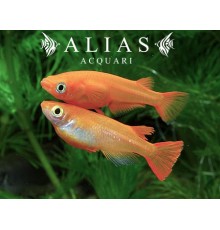 Oryzias latipes youkihi