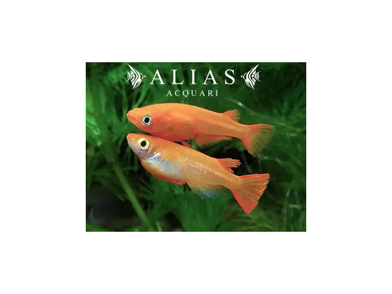 Oryzias latipes youkihi