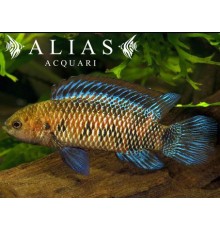 Badis Badis